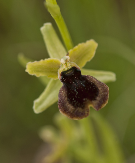 ophrys pseudoatrata in Lucania